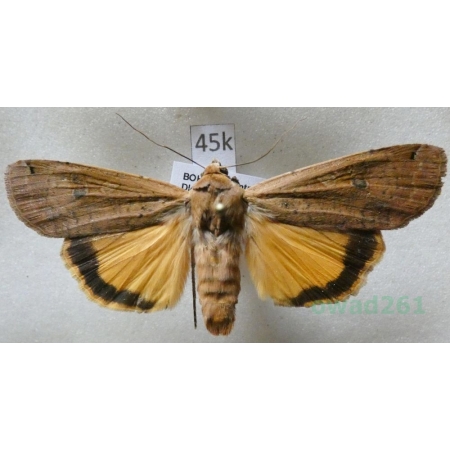 Noctua pronuba (Linnaeus, 1758) Rolnica tasiemka Czech45k